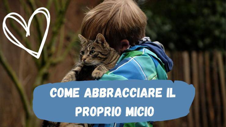 Come abbracciare il gatto senza infastidirlo