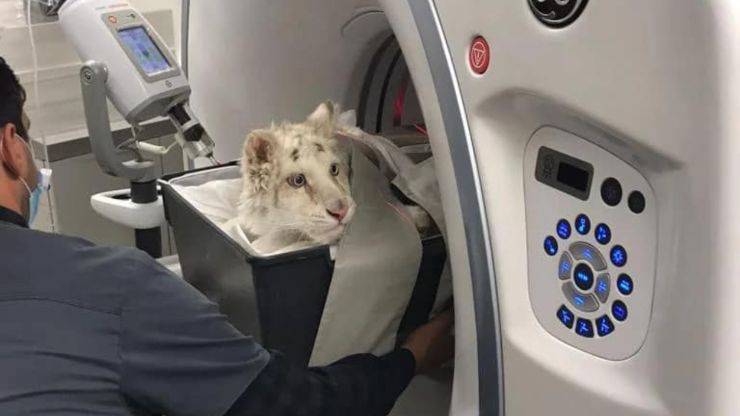 cucciolo tigre bianca grecia