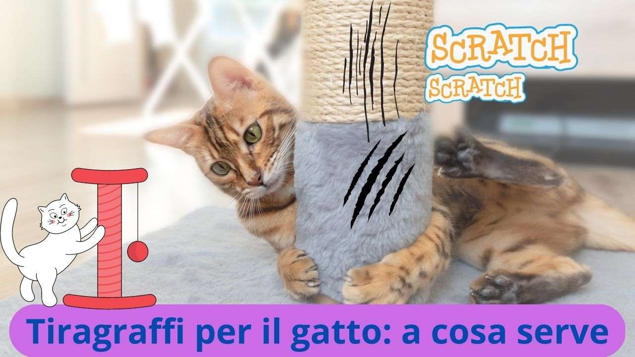 spiroxan gatto a cosa serve