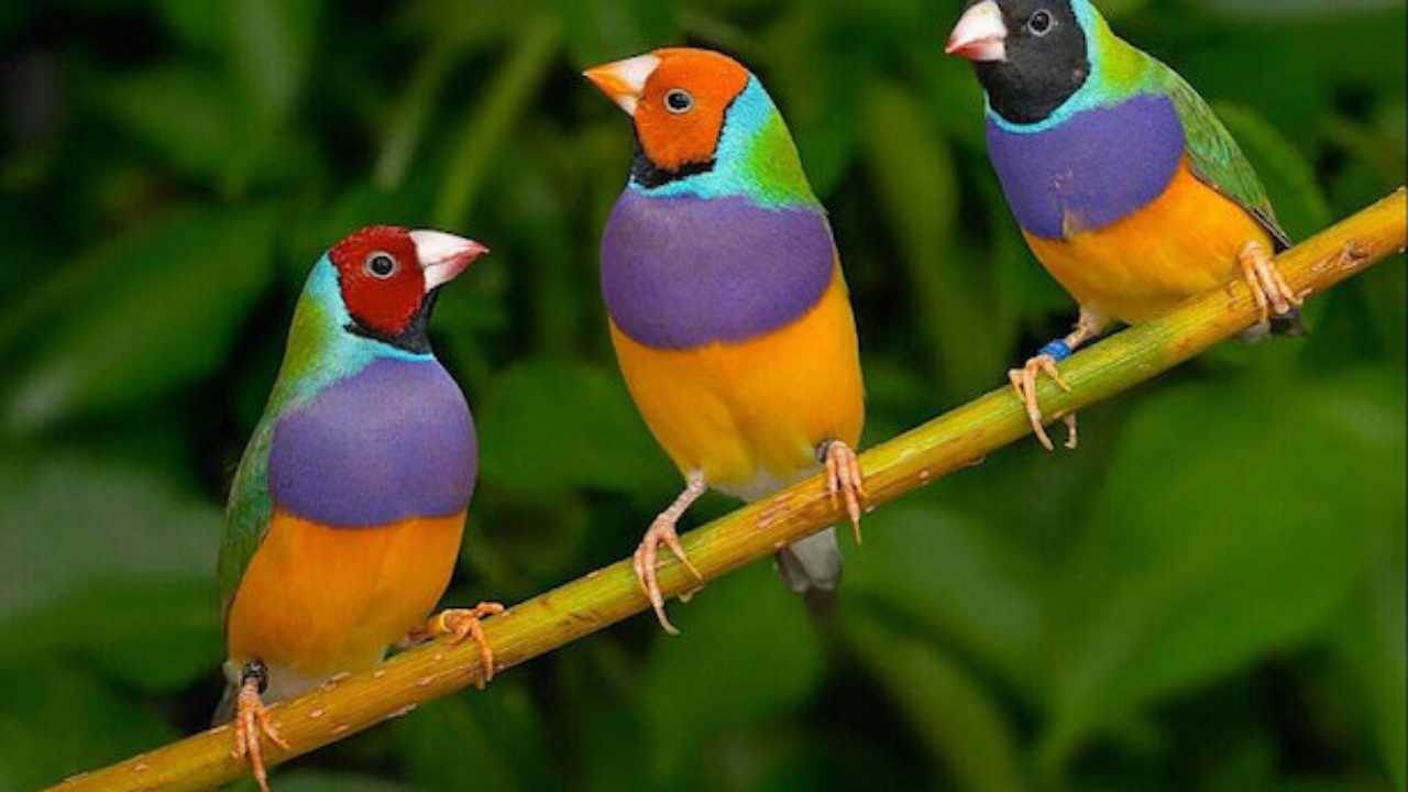 Uccelli esotici 
