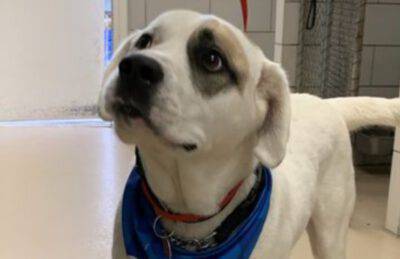 fido solo senza padrone