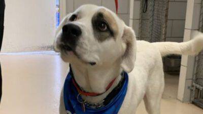 cane perde umano incidente