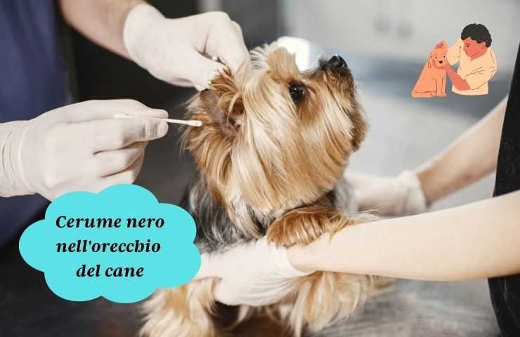 Veterinario controlla orecchio del cane