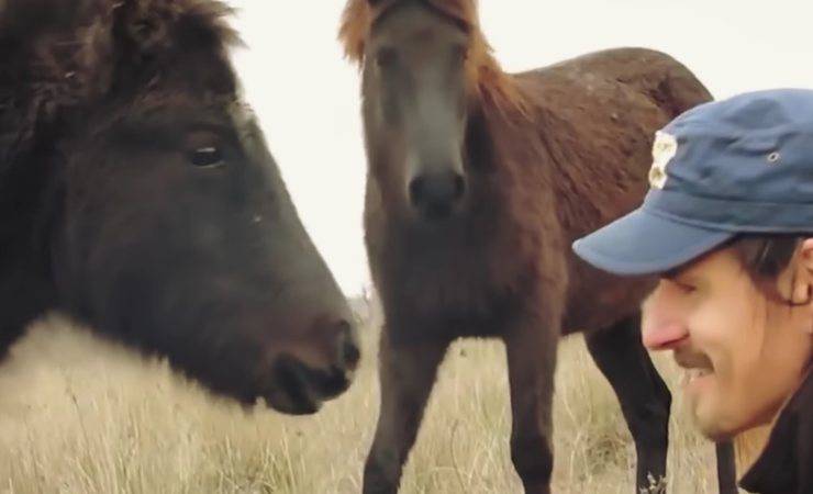 veterinario e cavallo