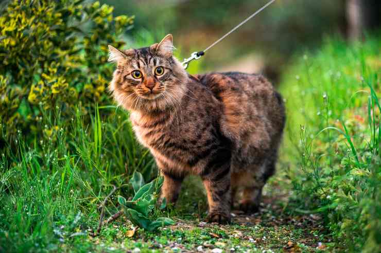 Micio ha paura degli altri gatti