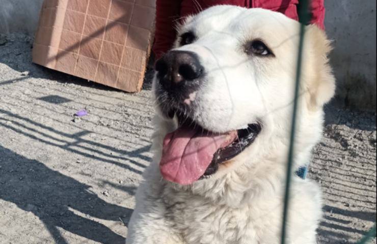perro busca casa en ucrania