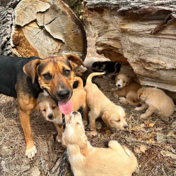 cagnolina sedici cuccioli tronco