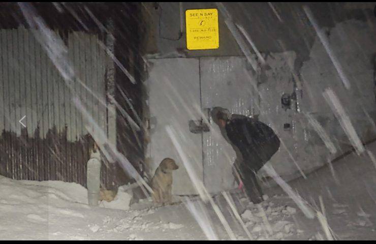 cagnolino salvato durante una bufera di neve