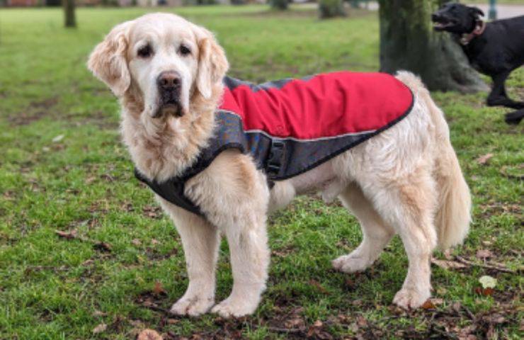 cagnolina Brodie parco cani