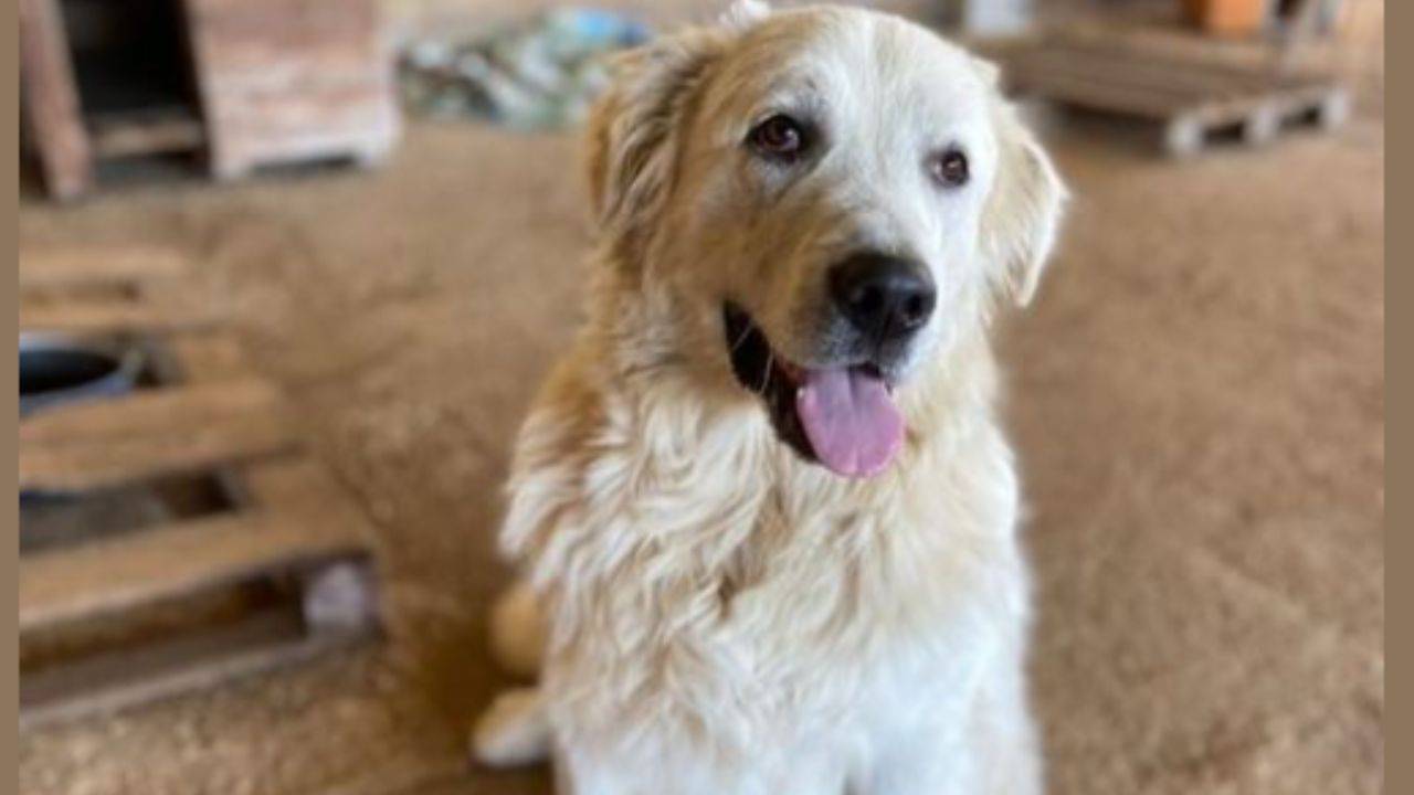 La galera è finita: il cane eroe ha finalmente avuto la sua ricompensa ...