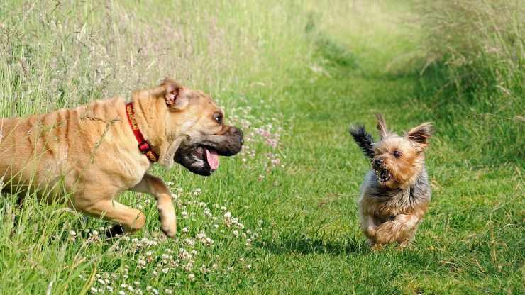 Cartello Di Divieto Per Cani – 'Noi Amiamo I Cani, Ma Non Le Loro Deiezioni' – Rischio Cacca, Per Prato E Giardino