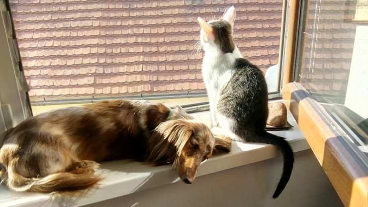 cane e gatto sulla finestra 
