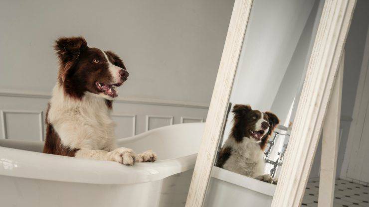 Cane pronto per il bagno 