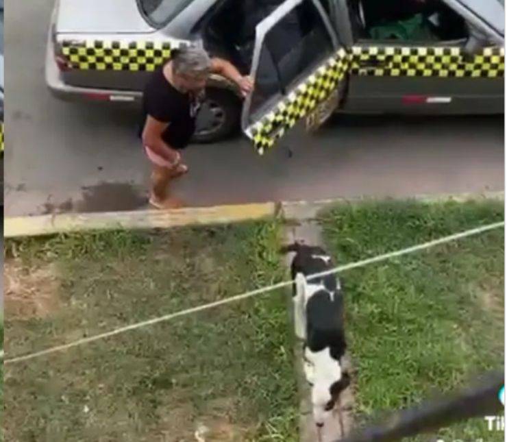 cagnolina Vaca dispersa casa