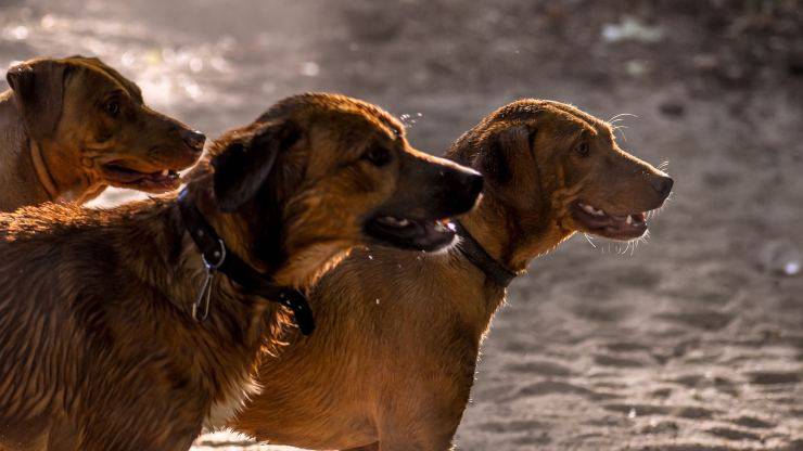 Gruppo di cani 