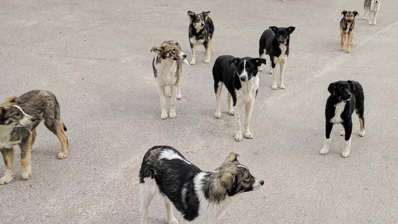 Cani di Chernobyl 