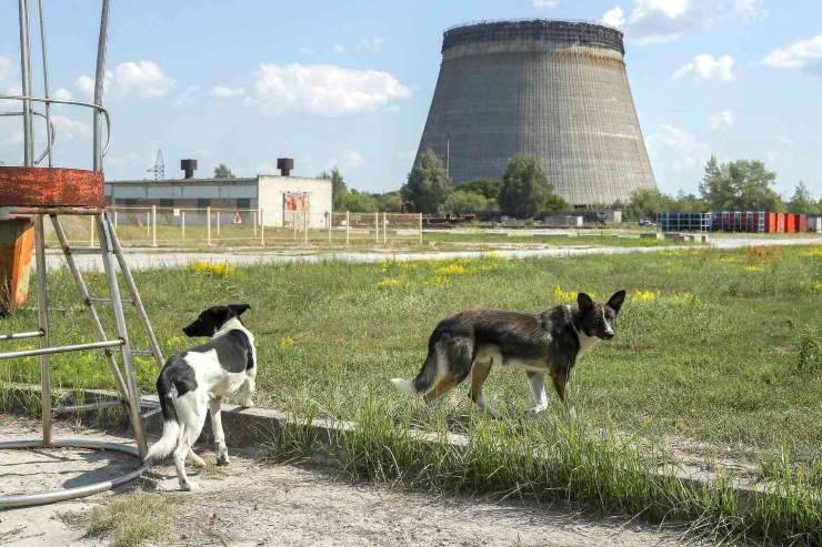 Cane di Chernobyl 