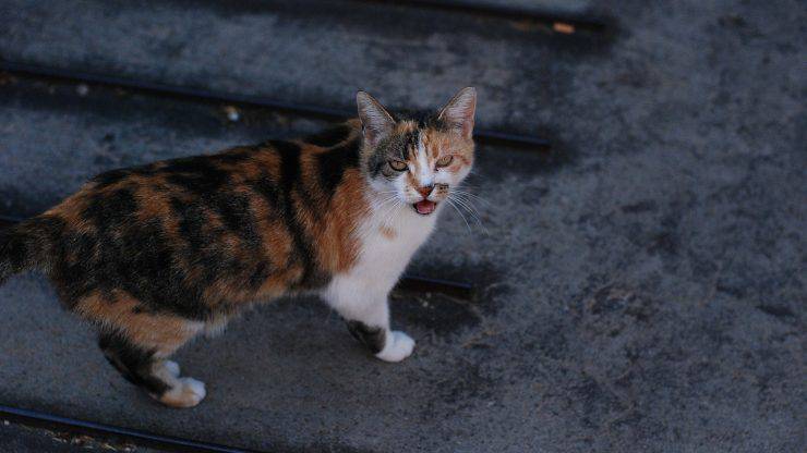 gatto tricolore