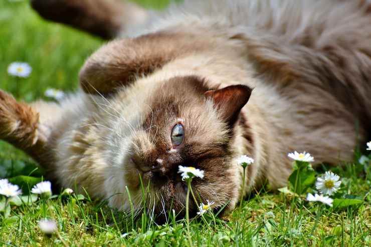 Felino juega en la hierba