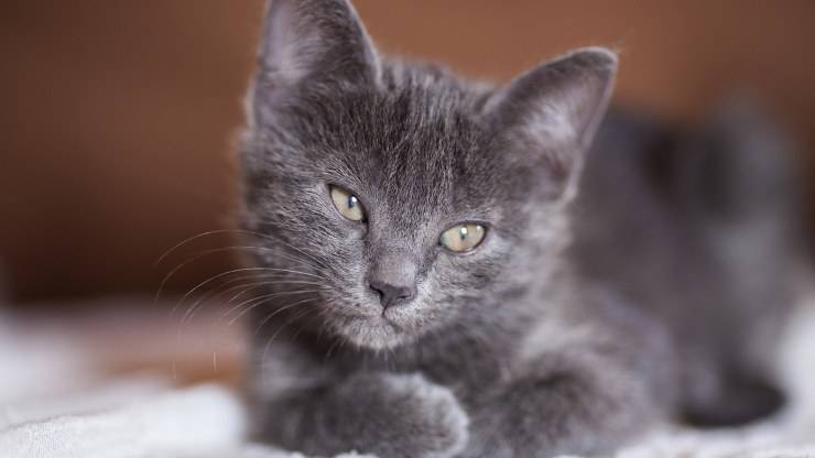 gatito gris de cerca