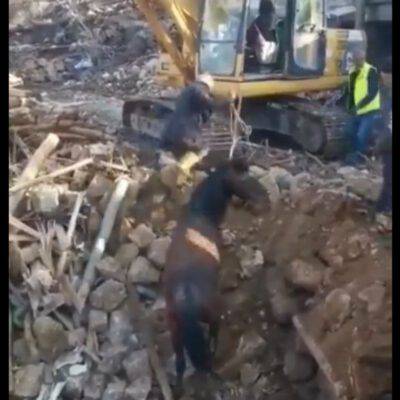 Turchia macerie salvataggio video