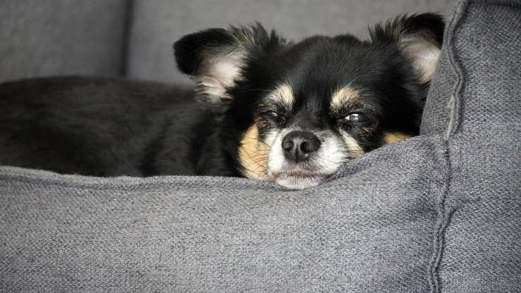 Chihuahua assonnato