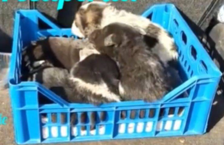 cuccioli cane salvati Sicilia