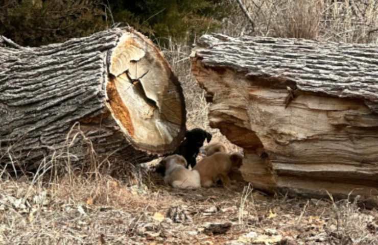 sedici cuccioli cane tronco