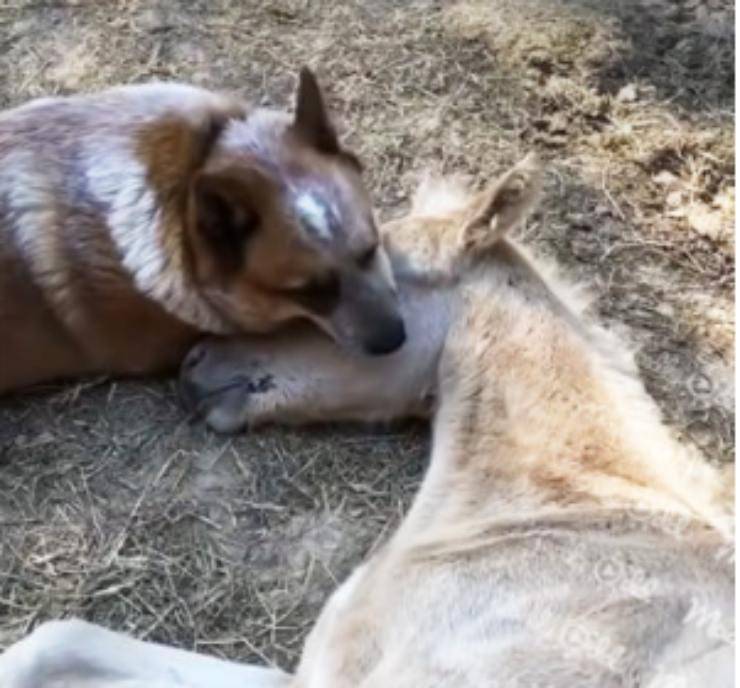 cavallino orfano cane adotta