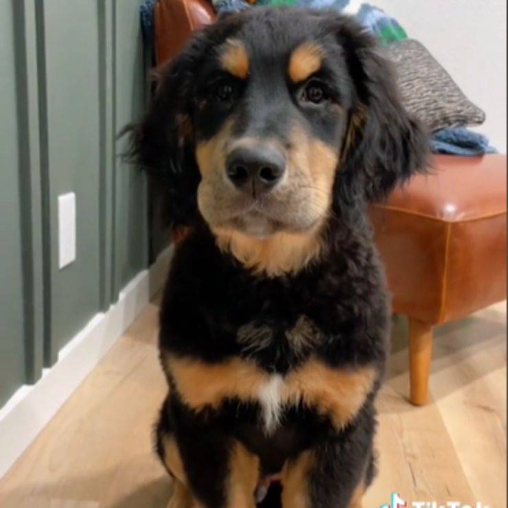 Golden Retriever incrocio cagnolino