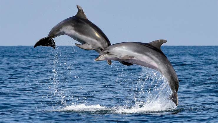 Delfini in acqua 
