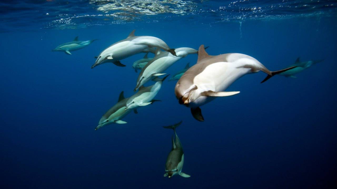 Delfini Come Fanno Ad Individuare Le Prede Negli Abissi Marini Delfini Come Fanno Ad Individuare Le Prede Negli Abissi Marini