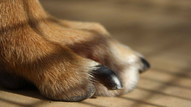 unghie e polpastrelli di un cane 