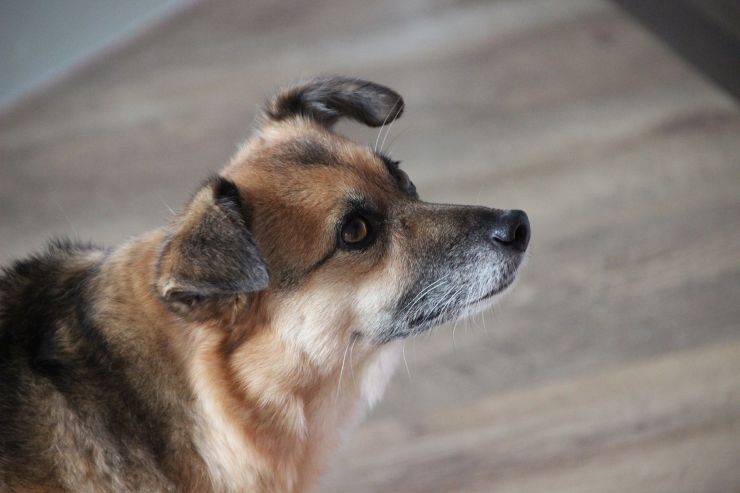 cane con orecchie basse 