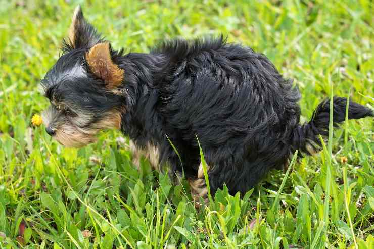 Il comportamento del cane