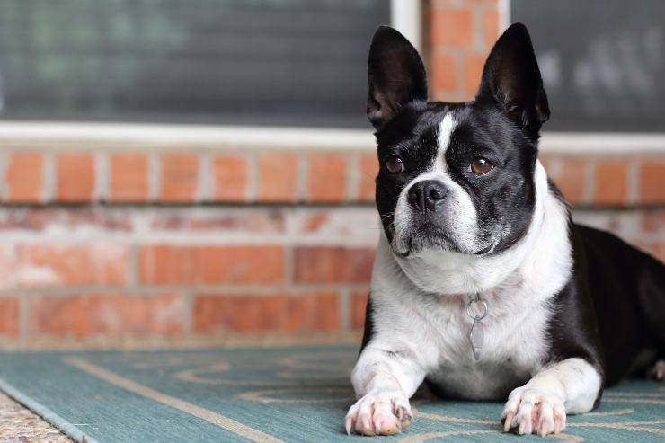 Cagnolino riposa in silenzio