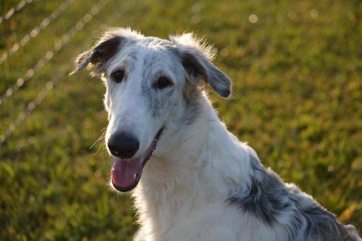 Il cane che abbaia poco