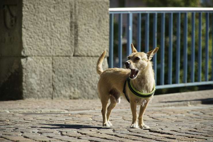 cagnolino lungo la strada 