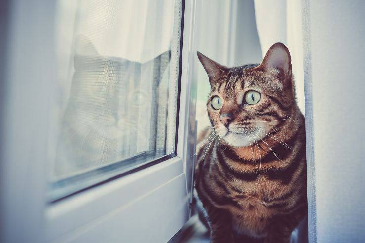 Il felino e le finestre aperte