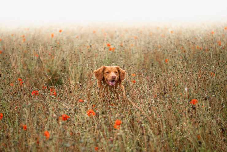 Fido e i suoi bisognini