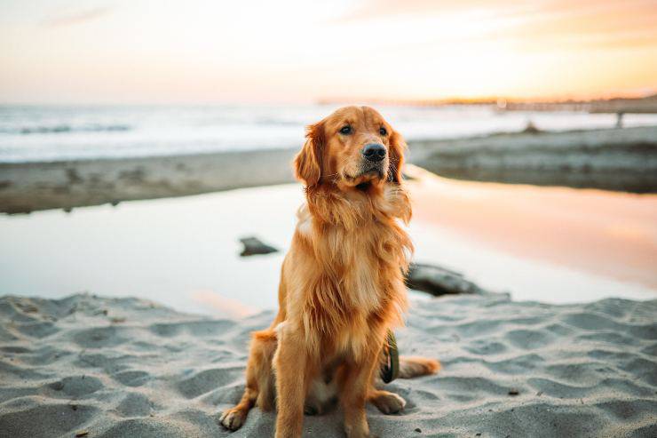 Il cane è silenzioso