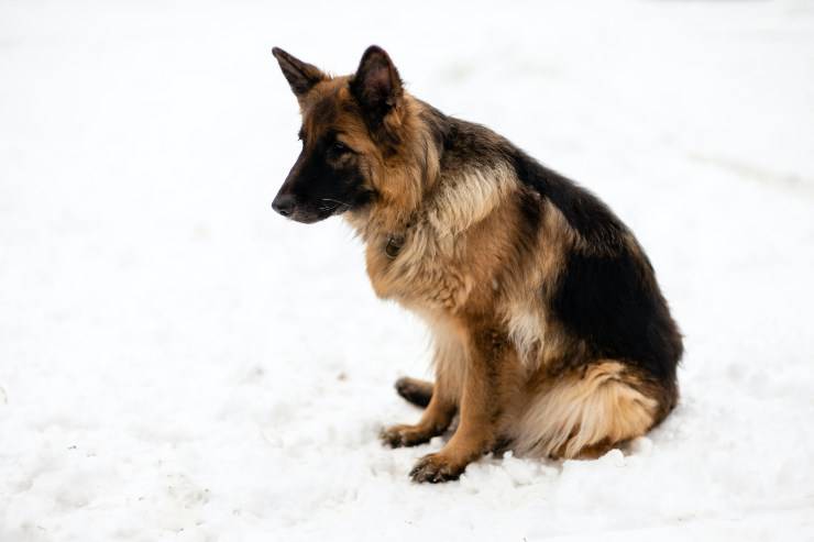 Il cane e l'asma