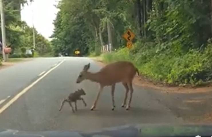 mamma piccolo cerbiatto video