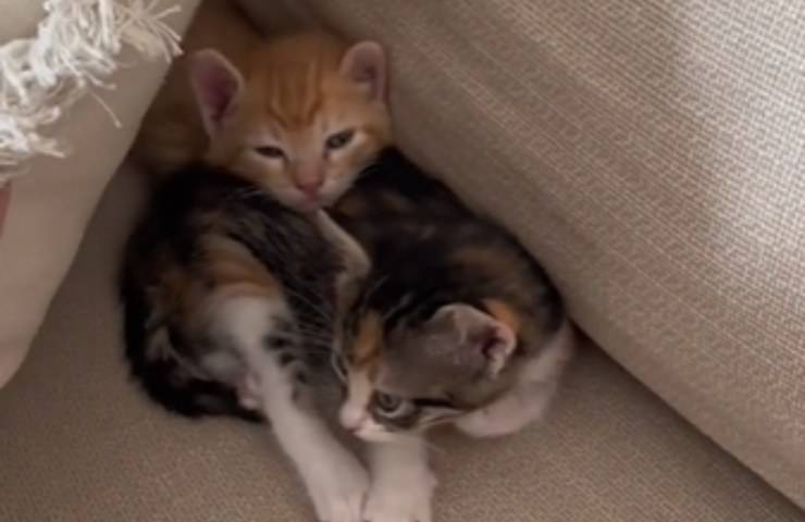 Cojines sofá gatitos escondidos