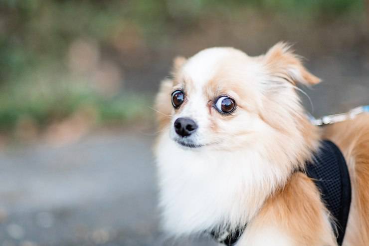 Il cane e gli attacchi d'ansia