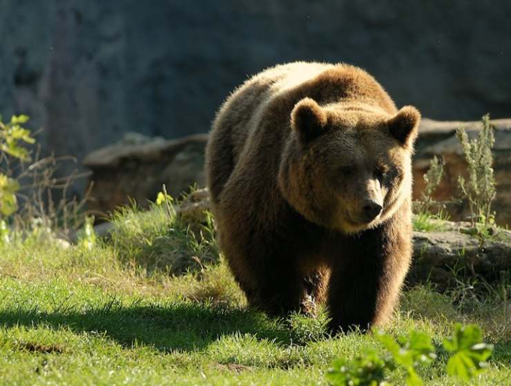 Orso bruno