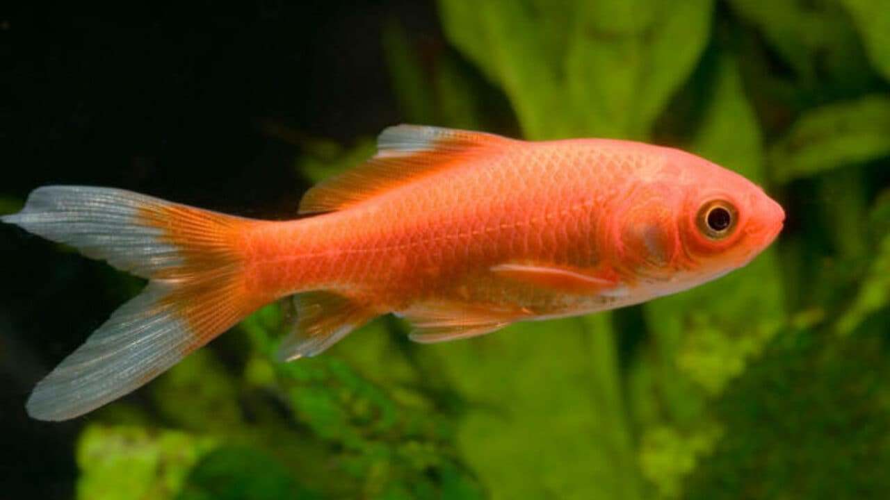 Pesce Rosso