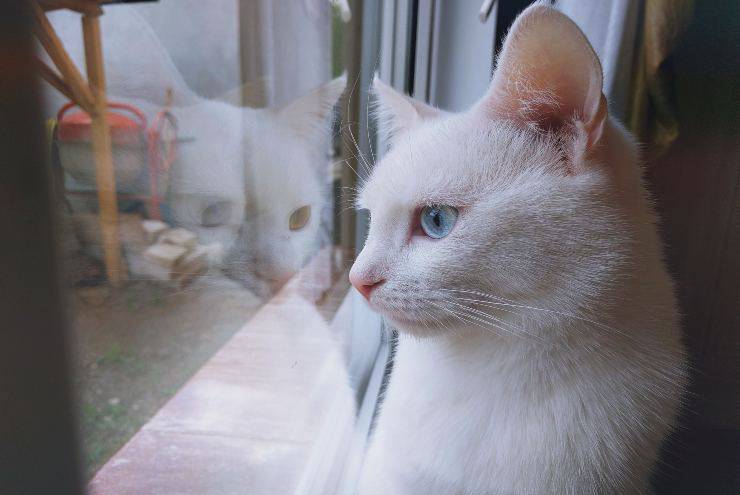 Le finestre e il gatto