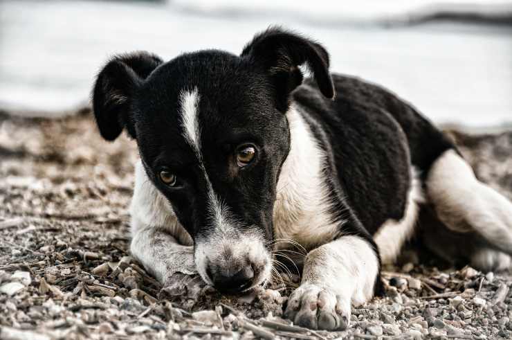 La patologia in fido