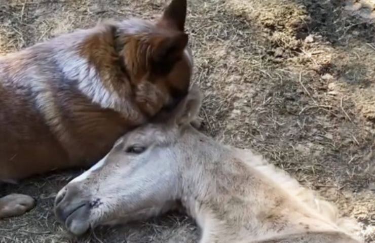 puledro orfano cagnolino adottato